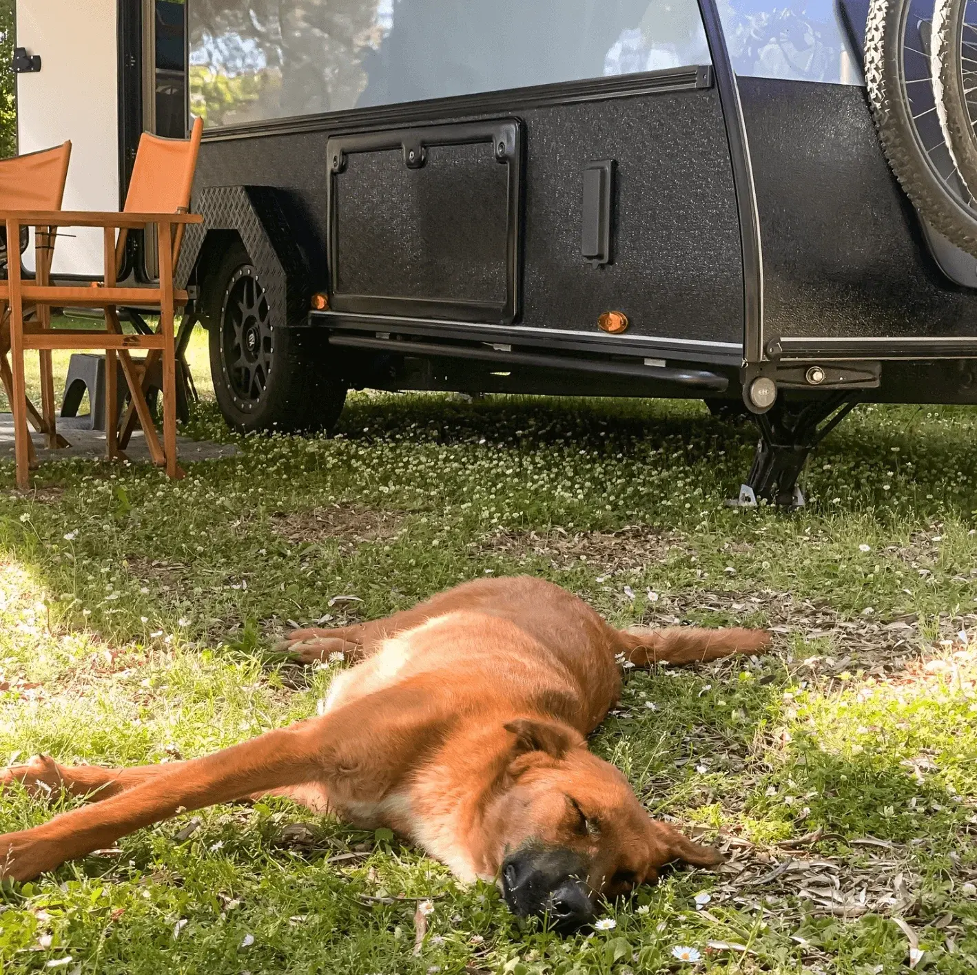 Hond in gras Vision outback