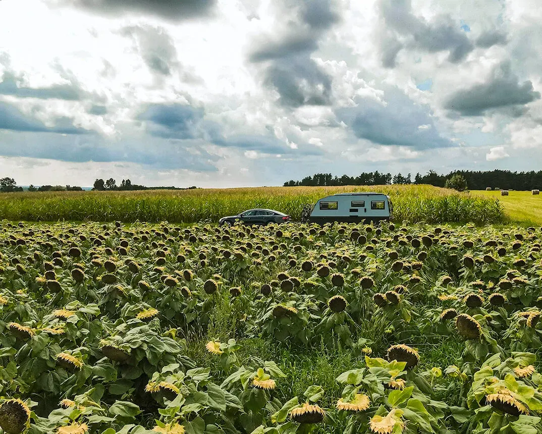 KipRoadtrip-polen-zonnebloemen